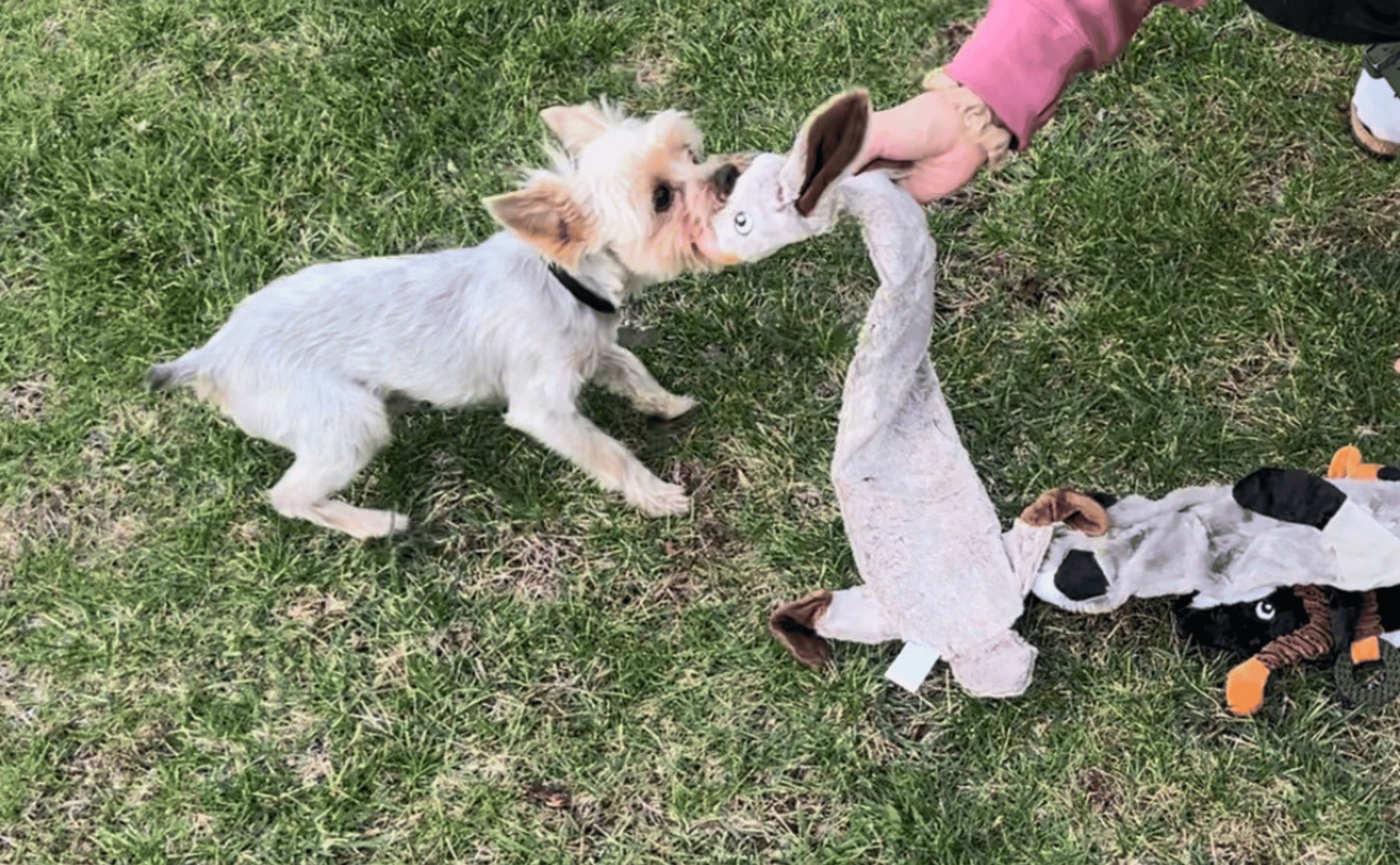 Meet Hank, BLACKPINK Rose's Newly Adopted Cute Dog