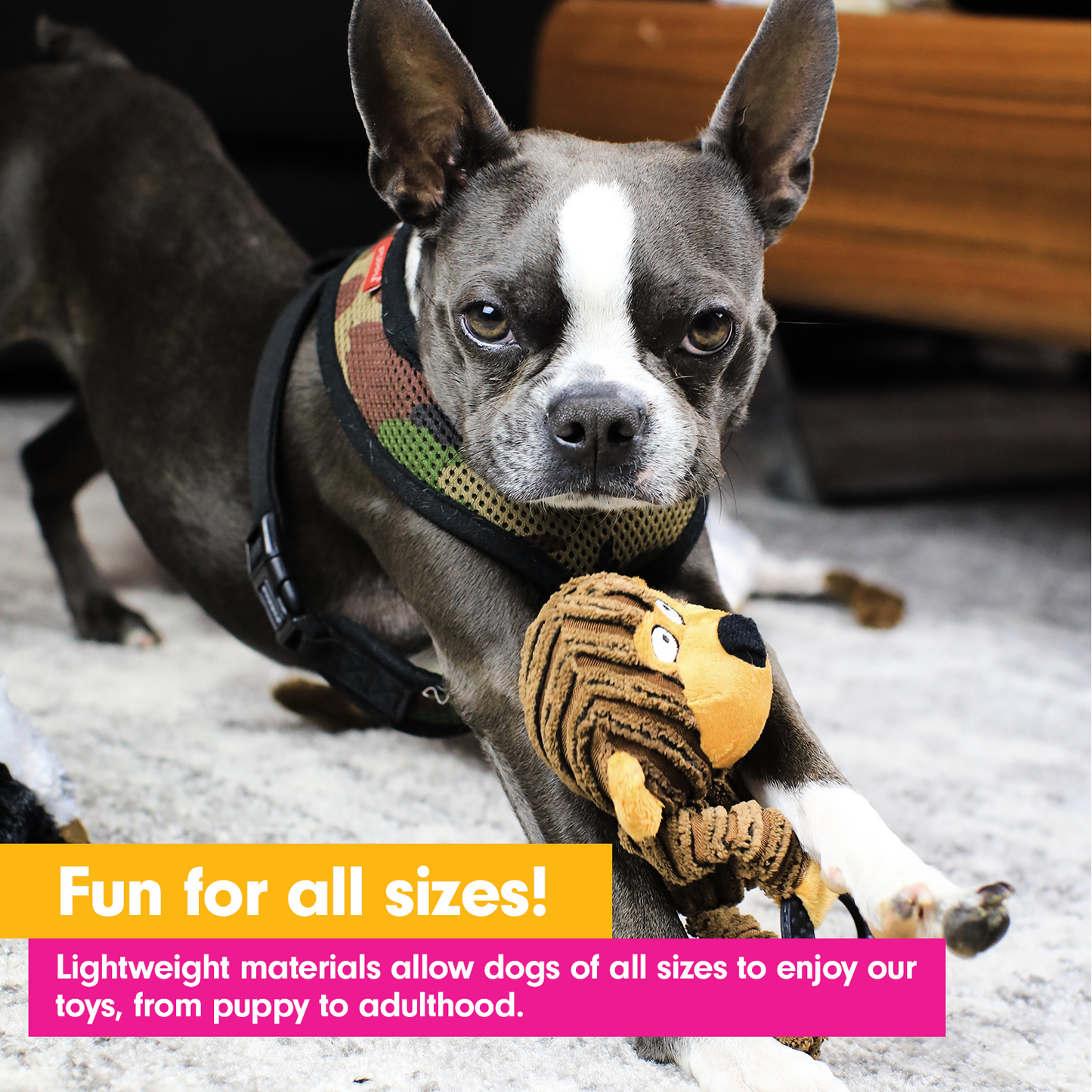 No Stuffing Dog Toys - (4 Packs)